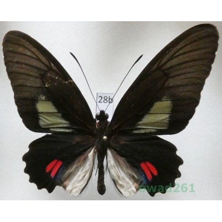 Parides anchises koenigi T. Racheli, 1989 Peru 71mm28b